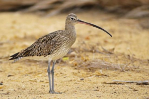 Big kromb: opis i ptaki stylu życia Big kromb: opis i ptaki stylu życia